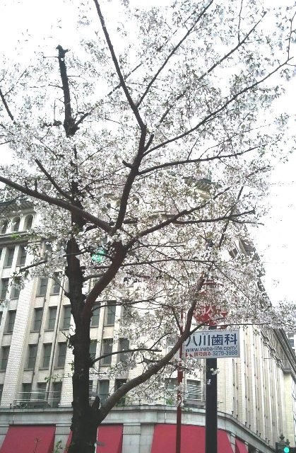 http://www.karimoku.co.jp/blog/domani-nihonbashi/2011-04-08%2014.28.57.jpg