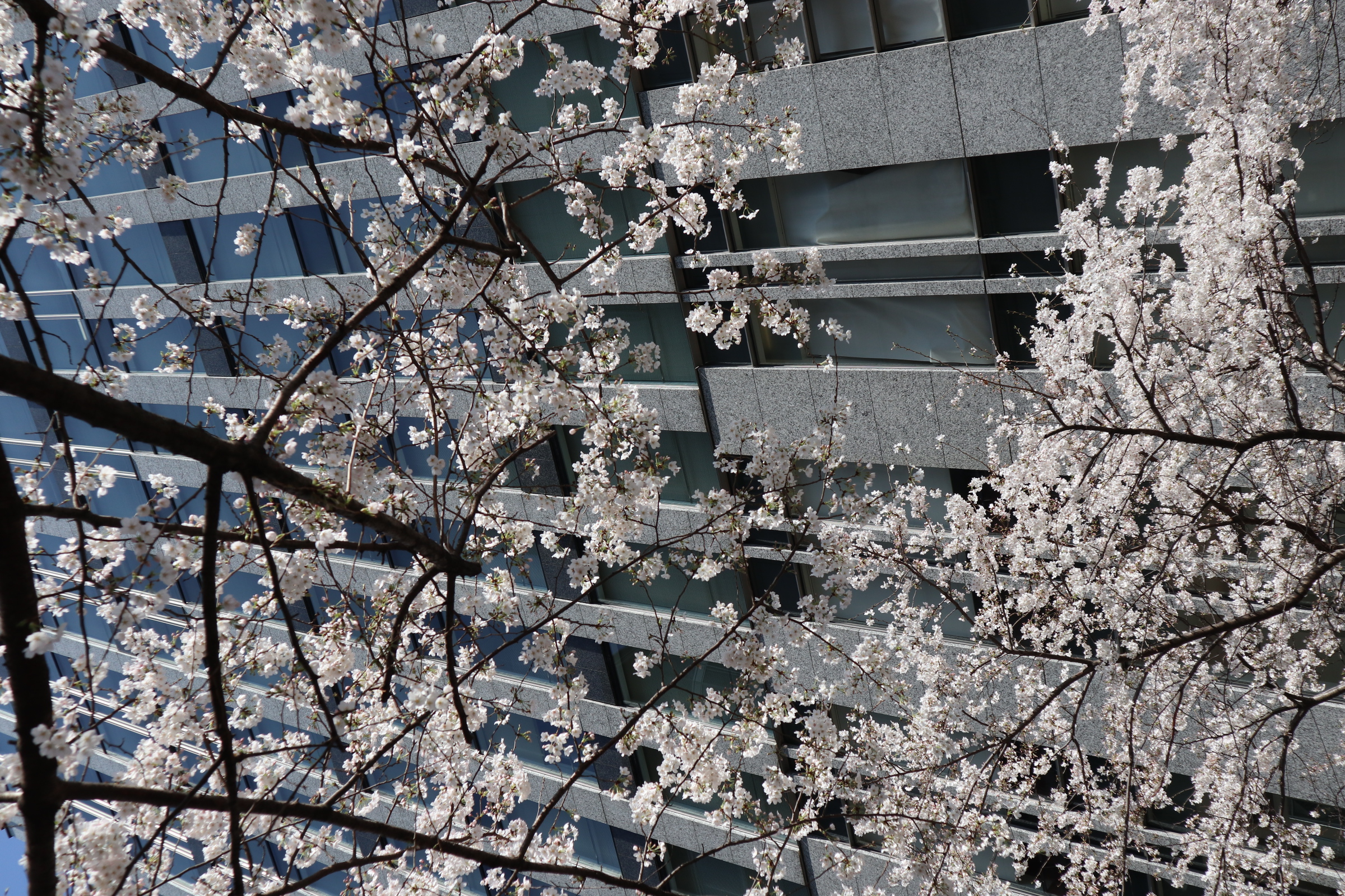 http://www.karimoku.co.jp/blog/domani-nihonbashi/HPLK6984a.JPG