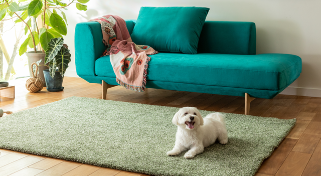 カリモクグリーンストライプ　あお坊様 カリモクグリーンストライプ あお坊様