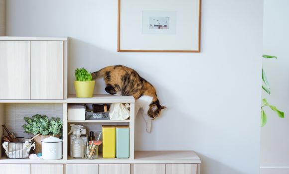 ルームズ大正堂 あざみ野店｜イベント・新着情報｜カリモク家具 karimoku