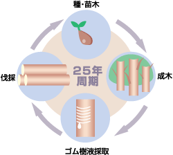 ラバートリーの採用