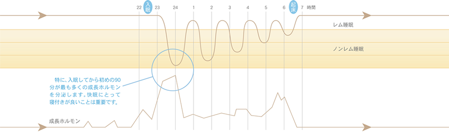 特に、入眠してから初めの90分が最も多くの成長ホルモンを分泌します。快眠にとって寝付きが良いことは重要です。
