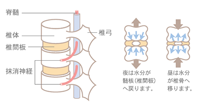 脊髄 椎体 椎間板 抹消神経 椎弓 夜は水分が随核（椎間板）へ戻ります。 昼は水分が椎骨へ移ります。