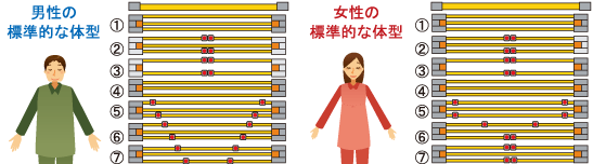 男性と女性の標準的な体型