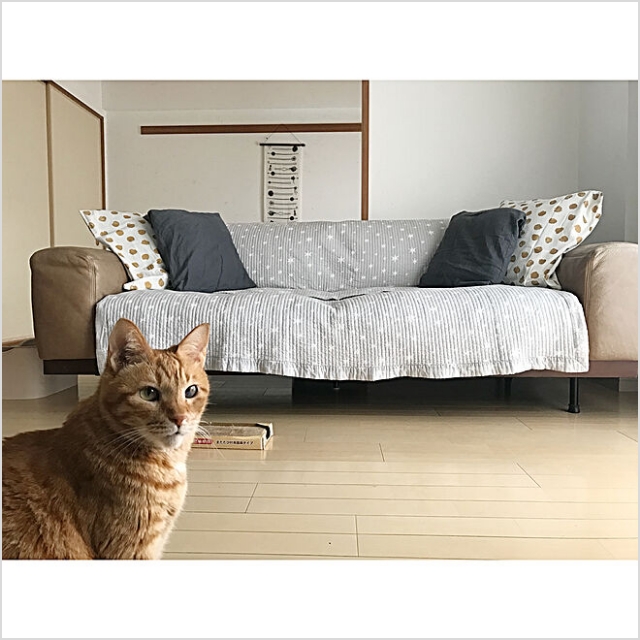 Amazon.co.jp: リモージュボックス ソファでくつろぐ猫 : ホビー