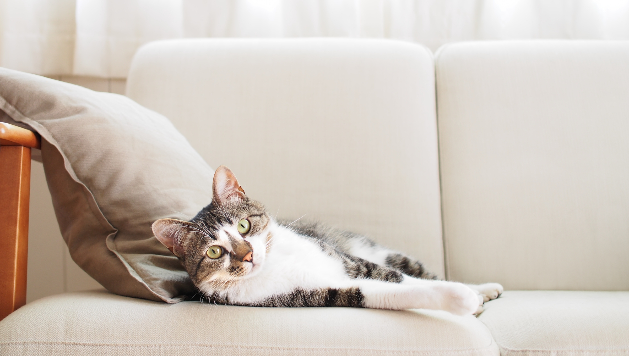 コラム - 猫の爪とぎ対策と上手なソファ選びのコツをご紹介！大事な