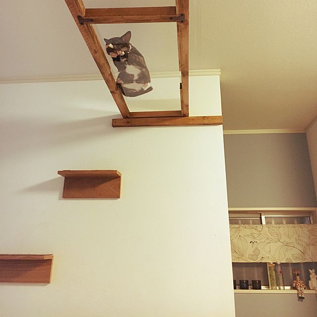 コラム 猫との暮らし お悩み解決 Roomclipユーザーさんのアイデア カリモク家具からのうれしい提案をチェックしよう 公式 カリモク家具ホームページ