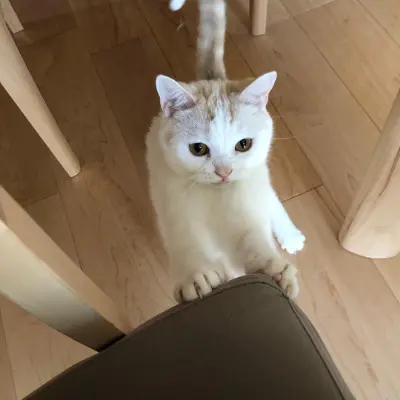 ねこちゃんにおすすめディナミカ(旧ラムース)｜カリモク家具