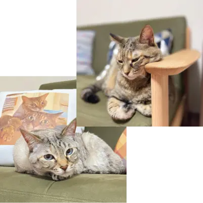 ねこちゃんにおすすめディナミカ(旧ラムース)|カリモク家具 ねこちゃんにおすすめディナミカ(旧ラムース)|カリモク家具
