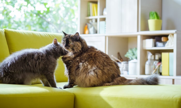 ねこちゃんにおすすめディナミカ(旧ラムース)｜カリモク家具