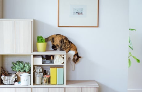 わんにゃんインテリア カリモク家具 ペット 公式 カリモク家具ホームページ Karimoku 木製家具国内生産メーカー