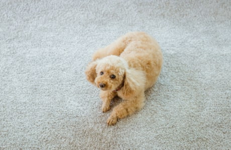 わんにゃんインテリア カリモク家具 ペット 公式 カリモク家具ホームページ Karimoku 木製家具国内生産メーカー