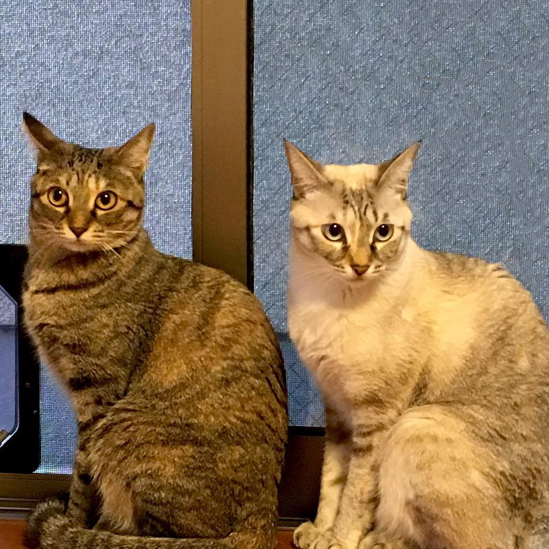 わんにゃんインテリア｜カリモク家具＆ペット｜【公式】カリモク家具