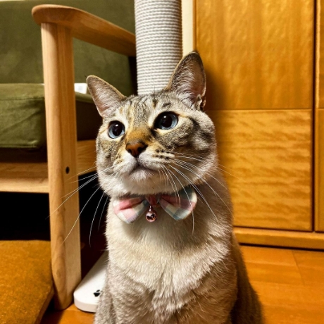 【気まぐれな猫出品】ソファセット① リビングルーム用イエローキャットソファセット - ランプスクラッチ