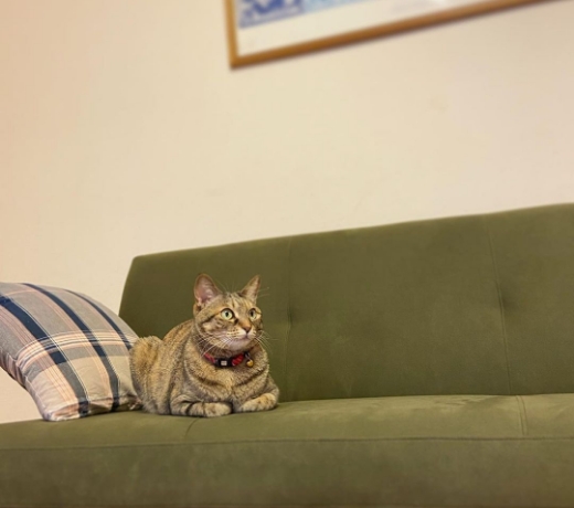 わんにゃんインテリア｜カリモク家具＆ペット｜【公式】カリモク家具