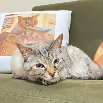 一人掛けソファ　猫脚　肘掛け椅子　カリモク家具 comodocasa_528-ws1190zb